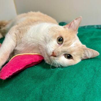 British Shorthair and Domestic Short Hair Cats Available for Adoption in Long Beach, California - Kramer | PetCurious