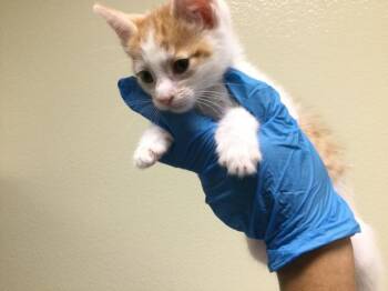 Domestic Short Hair Cats Available for Adoption in Thousand Palms, California - A1908178 | PetCurious