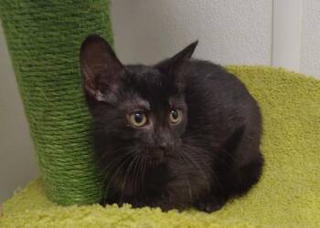 Domestic Short Hair Cats Available for Adoption in Corpus Christi, Texas - Belinda | PetCurious