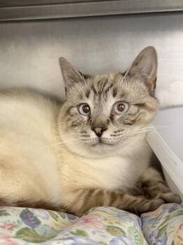 Siamese Cats Available for Adoption in Pomona, New York - Toasty | PetCurious