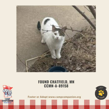 Rescue Domestic Short Hair Cats for Adoption in Rochester, Minnesota - Found Chatfield MN | PetCurious
