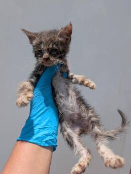 Domestic Medium Hair Cats Available for Adoption in San Antonio, Texas - FIDO | PetCurious