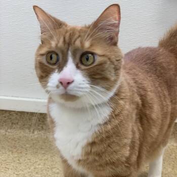 Marmalade -  Domestic Short Hair and Mixed Breed Cat for Adoption in Philadelphia, Pennsylvania - Marmalade | PetCurious