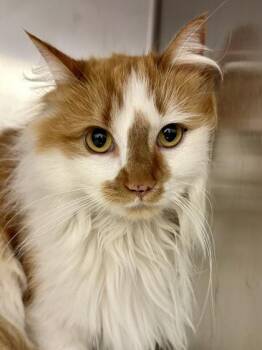 Domestic Medium Hair Cats Available for Adoption in Wichita, Kansas - Smudge | PetCurious