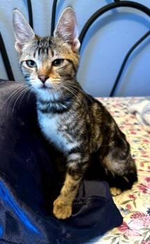 Tigger Boy -  Domestic Short Hair Cat for Adoption in Phoenix, Arizona - Tigger Boy | PetCurious