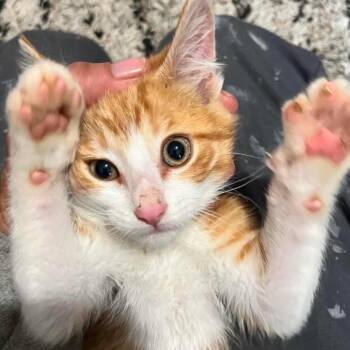 Chetoh -  Domestic Short Hair Cat for Adoption - Chetoh | PetCurious
