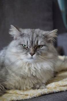 Simba -  Domestic Long Hair Cat for Adoption in Montreal, Quebec - Simba | PetCurious