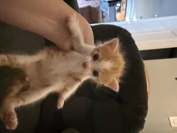 Leo -  American Shorthair Cat for Adoption in Randolph, Alabama - Leo | PetCurious
