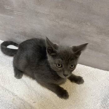 Rescue Domestic Short Hair Cats for Adoption in Modesto, California - A602015 | PetCurious