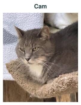 Cam -  Domestic Medium Hair Cat for Adoption in Richland Center, Wisconsin - Cam | PetCurious
