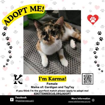 Rescue Domestic Short Hair Cats for Adoption in OSBORNVILLE, New Jersey - Karma | PetCurious