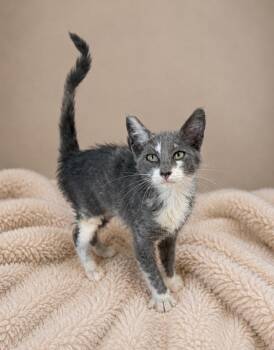 Gigi -  Domestic Short Hair Cat for Adoption in Lafayette, Louisiana - Gigi | PetCurious