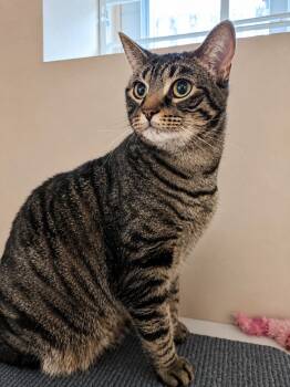 Sky — Sweet, Serene & Loves Cats -  Domestic Short Hair Cat for Adoption in Bloomfield, New Jersey - Sky — Sweet, Serene & Loves Cats | PetCurious
