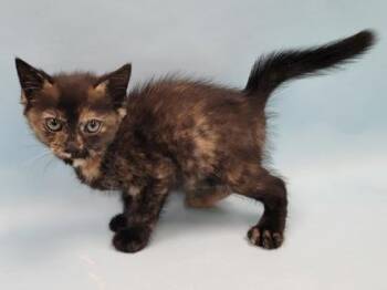 Klause -  Domestic Short Hair Cat for Adoption in Minneapolis, Minnesota - Klause | PetCurious