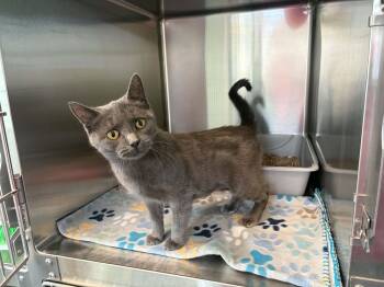 Dill -  Domestic Short Hair Cat for Adoption in Lincoln, Michigan - Dill | PetCurious