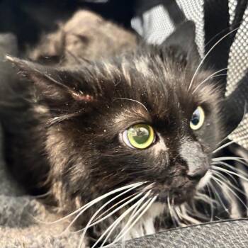 LVH-Stray-14363 -  Domestic Long Hair Cat for Adoption in Allentown, Pennsylvania - LVH-Stray-14363 | PetCurious
