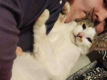 Rescue Domestic Short Hair Cats for Adoption in Mount Pleasant, Texas - Max | PetCurious