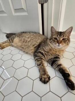 Tabby Cats Available for Adoption in Waxhaw, North Carolina - Ariel | PetCurious