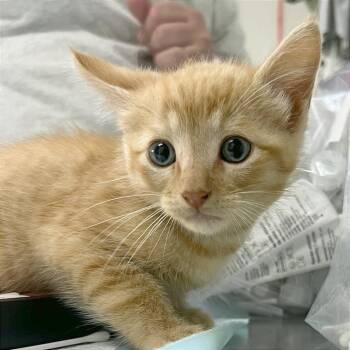 Cat Rat -  Domestic Medium Hair Cat for Adoption in Hendersonville, North Carolina - Cat Rat | PetCurious
