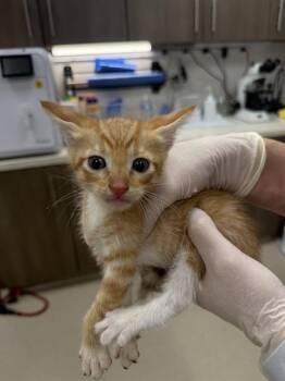 GABRIEL -  Domestic Short Hair Cat for Adoption in Baytown, Texas - GABRIEL | PetCurious