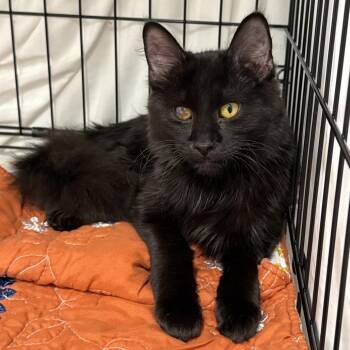 Domestic Medium Hair Cats Available for Adoption - Ward | PetCurious