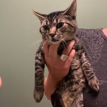 Rescue Domestic Short Hair Cats for Adoption in Davenport, Iowa - Tanner | PetCurious