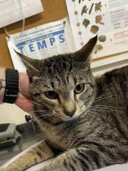 Arya -  Domestic Short Hair Cat for Adoption in Bolivar, Missouri - Arya | PetCurious