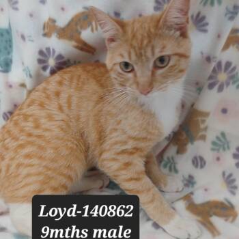 Domestic Short Hair Cats Available for Adoption in New Tazewell, Tennessee - Loyd | PetCurious