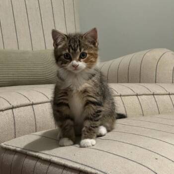 Domestic Short Hair Cats Available for Adoption - Chia | PetCurious