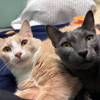 Sprite -  Domestic Short Hair Cat for Adoption in Providence, Rhode Island - Sprite | PetCurious