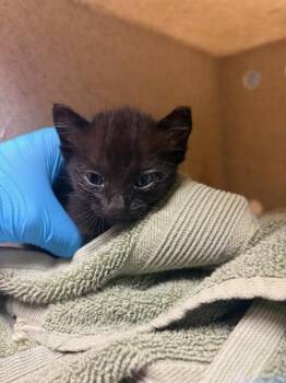 NANCY -  Domestic Short Hair Cat for Adoption in Riverside, California - NANCY | PetCurious