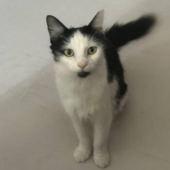 Mika -  Domestic Medium Hair and Tuxedo Cat for Adoption in UNIVERSITY PA, Maryland - Mika | PetCurious