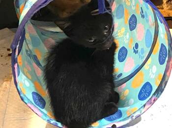 Rescue Domestic Short Hair Cats for Adoption in Ypsilanti, Michigan - Oakley | PetCurious