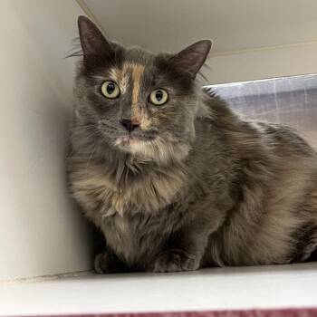 Domestic Long Hair and Mixed Breed Cats Available for Adoption in Cheyenne, Wyoming - Nova | PetCurious