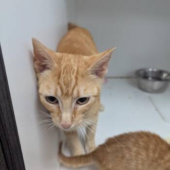 Frannie -  Domestic Short Hair Cat for Adoption in Jeffersonville, Indiana - Frannie | PetCurious
