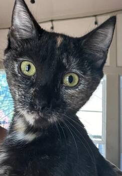 Rescue Tortoiseshell Cats for Adoption in Capshaw, Alabama - DAZZLE | PetCurious