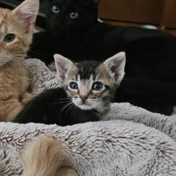 Tony Stark -  Domestic Short Hair Cat for Adoption in Webster, Texas - Tony Stark | PetCurious