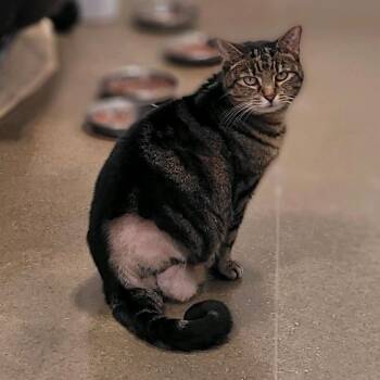 Starla 2025 -  Domestic Short Hair Cat Available for Adoption - Starla 2025 | PetCurious