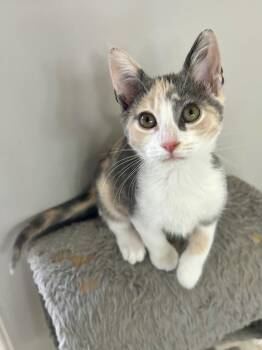 Misty -  Domestic Short Hair Cat for Adoption in Murfreesboro, Tennessee - Misty | PetCurious