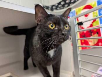 Alucard -  Domestic Short Hair Cat for Adoption in Bowling Green, Ohio - Alucard | PetCurious