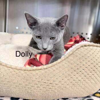 Dolly -  Domestic Short Hair Cat for Adoption in Knoxville, Tennessee - Dolly | PetCurious