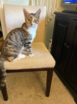 Rescue Domestic Short Hair Cats for Adoption in Youngsville, North Carolina - Tacey25 | PetCurious