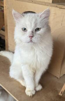 Rescue Maine Coon Cats for Adoption in Brampton, Ontario - Megacoon | PetCurious