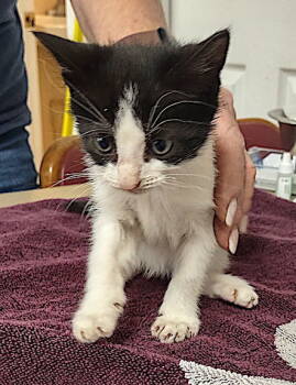 Rescue Domestic Short Hair Cats for Adoption in Albemarle, North Carolina - Dandy | PetCurious