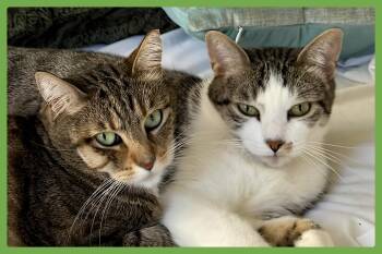 Daisy and Duke -  Domestic Short Hair Cat for Adoption in Amherst, Massachusetts - Daisy And Duke | PetCurious
