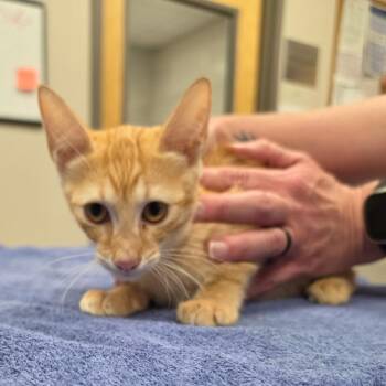 Garfield - 072305U -  Domestic Short Hair Cat for Adoption in Tupelo, Mississippi - Garfield - 072305U | PetCurious