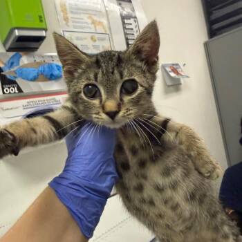 Cafe Bustelo -  Domestic Medium Hair Cat for Adoption in Charleston, West Virginia - Cafe Bustelo | PetCurious