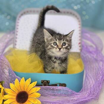 Domestic Short Hair Cats Available for Adoption in East St. Louis, Illinois - Eloise Bridgerton-C | PetCurious