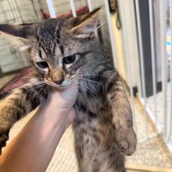 Bear -  Domestic Short Hair Cat for Adoption in Port Charlotte, Florida - Bear | PetCurious