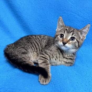 Sheri -  Domestic Short Hair Cat for Adoption in Waterloo, Iowa - Sheri | PetCurious